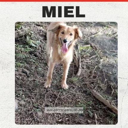 Foto 1/1 Miel Perro perdido en Barrial De Heredia