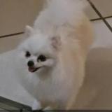 Foto de un perro reunido en Le Gosier