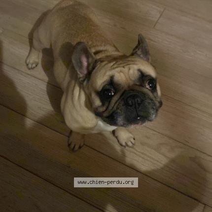 Foto 1/1 Macho Chien perdido en Buzet sur baise