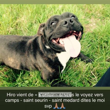 Foto 1/1 hiro Perro perdido en Camps sur l isle