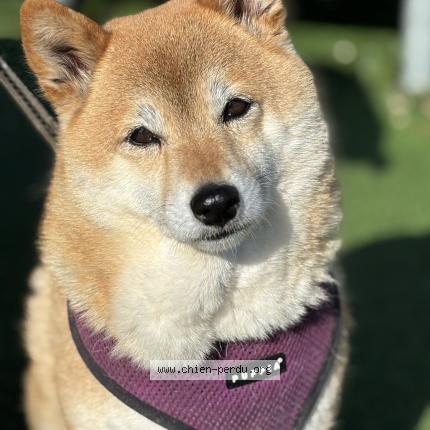 Foto 1/1 Maya Perro perdido en Lormont