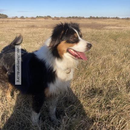 Foto 1/1 Saika Chien perdido en Claira