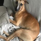 Foto de perro perdido en Forges