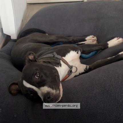 Foto 1/1 Vegas Perro perdido en Sap en auge