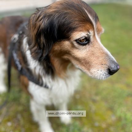 Foto 1/1 Willy Chien perdido en Cazeres