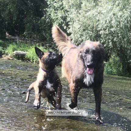 Foto 1/1 Ananas Perro perdido en Moissey