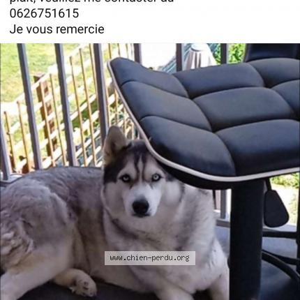 Foto 1/1 Simba Perro perdido en Ajaccio