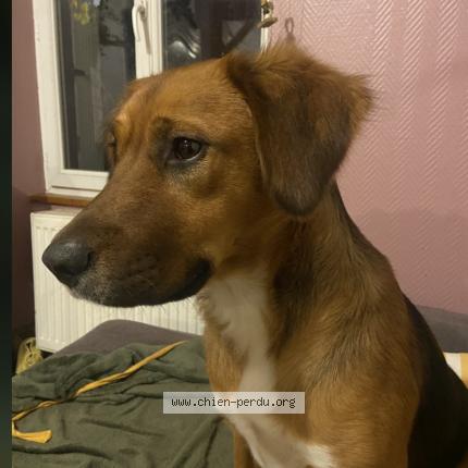 Foto 1/1 Okame Perro perdido en Ambazac