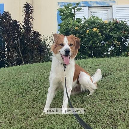 Foto 1/1 Neisson Chien perdido en Le verger