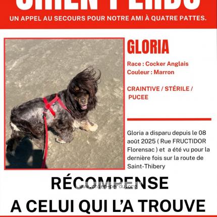 Foto 1/1 Gloria Chien perdido en Florensac