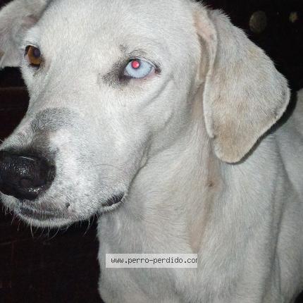 Foto 1/1 Blanca Perro perdido en Panama