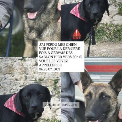 Foto 1/1 Holly Perro perdido en Fontaine les basetes