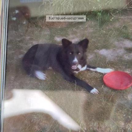 Foto 1/1 Flo Chien perdido en Escalles