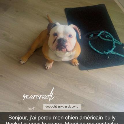 Foto 1/1 Simba Perro perdido en Wattrelow