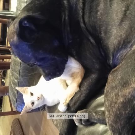 Foto 1/1 Minx Perro perdido en Bazian