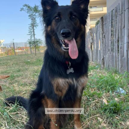 Foto 1/1 Sheyko Chien perdido en Saint cyprien