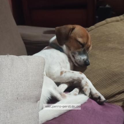 Foto 1/1 Rubius Perro perdido en Rio Claro