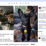 Foto de perro perdido en Montessaux