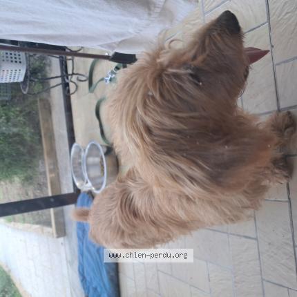 Foto 1/1 Perro encontrado Encontrado en Paimpont