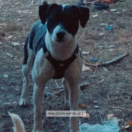 Foto 1/1 Speedy Perro perdido en Chalandray