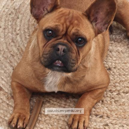 Foto 1/1 Rosalie Chien perdido en Argentan