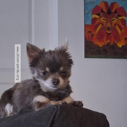 Foto 1/1 Tayson Chien perdido en Saint max