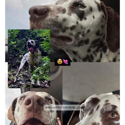 Foto 1/1 Dogo Perro perdido en San Ramon