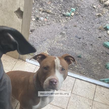 Foto 1/1 Uzy Perro perdido en Vernaux en gatine