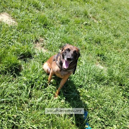 Foto 1/1 Stella Perro perdido en Courgivaux