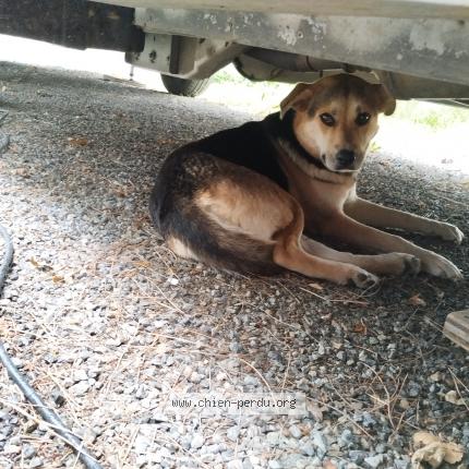 Foto 1/1 Perro encontrado Encontrado en Montauban