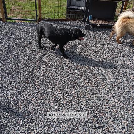 Foto 1/1 Perro encontrado Encontrado en Saint martin lestra