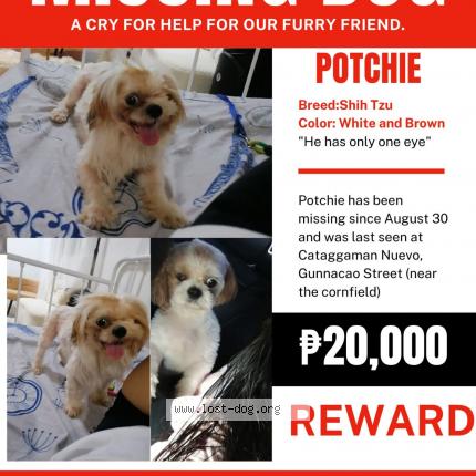 Foto 1/1 Pochie Chien perdido en Tuguegarao city