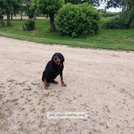 Foto 1/1 Roxy Chien perdido en Varennes