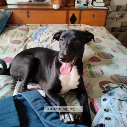 Foto 1/1 Ella Chien perdido en North delhi mukherjee nagar