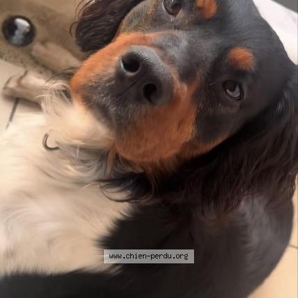 Foto 1/1 Titan Chien perdido en Guertoufa