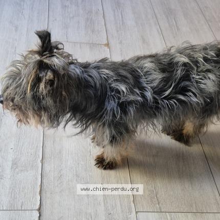 Foto 1/1 Perro encontrado Encontrado en Chaux la lotiere