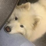 Foto de perro perdido en Echenoz La Meline