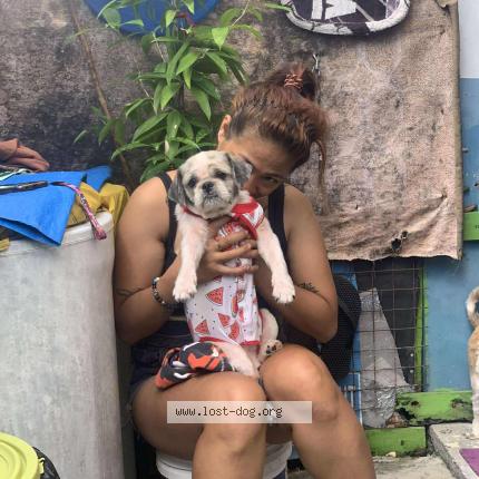 Foto de perro perdido en Malabon City