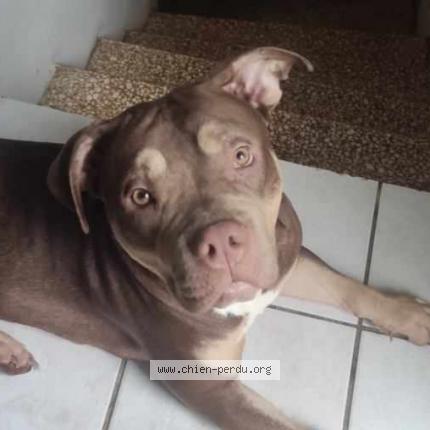 Foto 1/1 Daisy Chien perdido en Ille sur tet