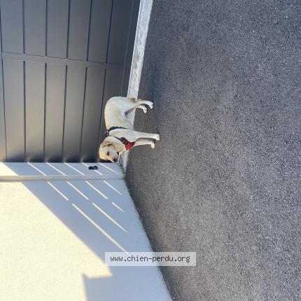 Foto 1/1 Perro encontrado Encontrado en Argeles gazost