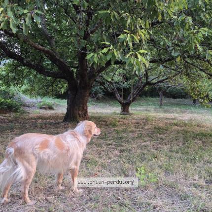 Foto 1/1 PERLE Perro perdido en L isle bouzon