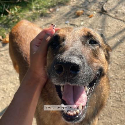 Foto 1/3 Sya Perro perdido en Creteil