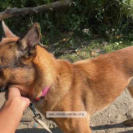 Foto 2/3 Sya Perro perdido en Creteil