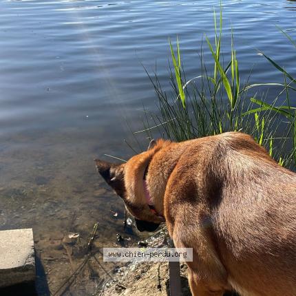 Foto 3/3 Sya Perro perdido en Creteil