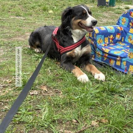 Foto 1/1 Jessica Perro perdido en La chatre langlin