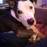 Foto de perro perdido en Ballard Utah