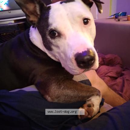 Foto de perro perdido en Ballard Utah