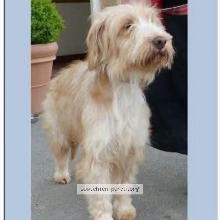 Foto 1/1 Saba Chien perdido en Le havre