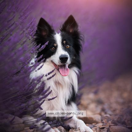 Foto 1/1 Perro encontrado Perdido en Marguerittes