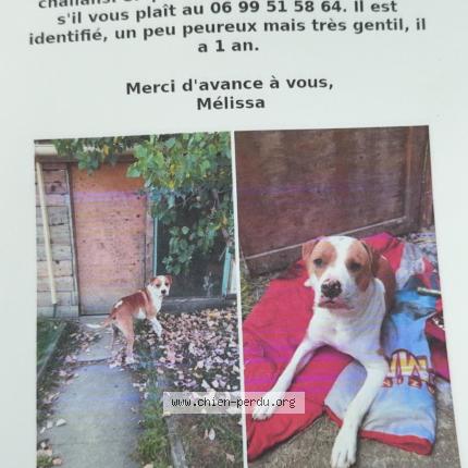 Foto 1/1 Lasco Chien perdido en Saint christophe du ligneron